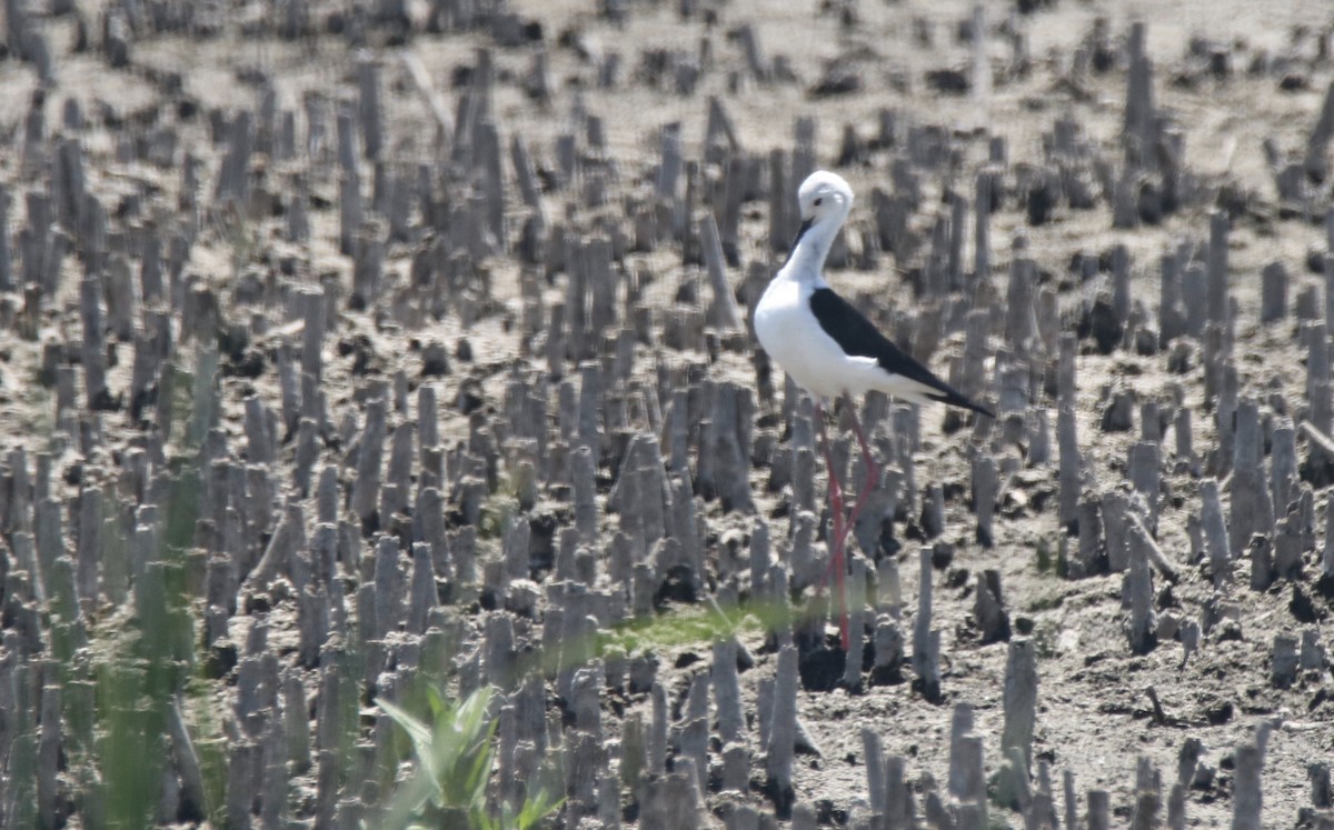 Black-winged Stilt - ML621202225