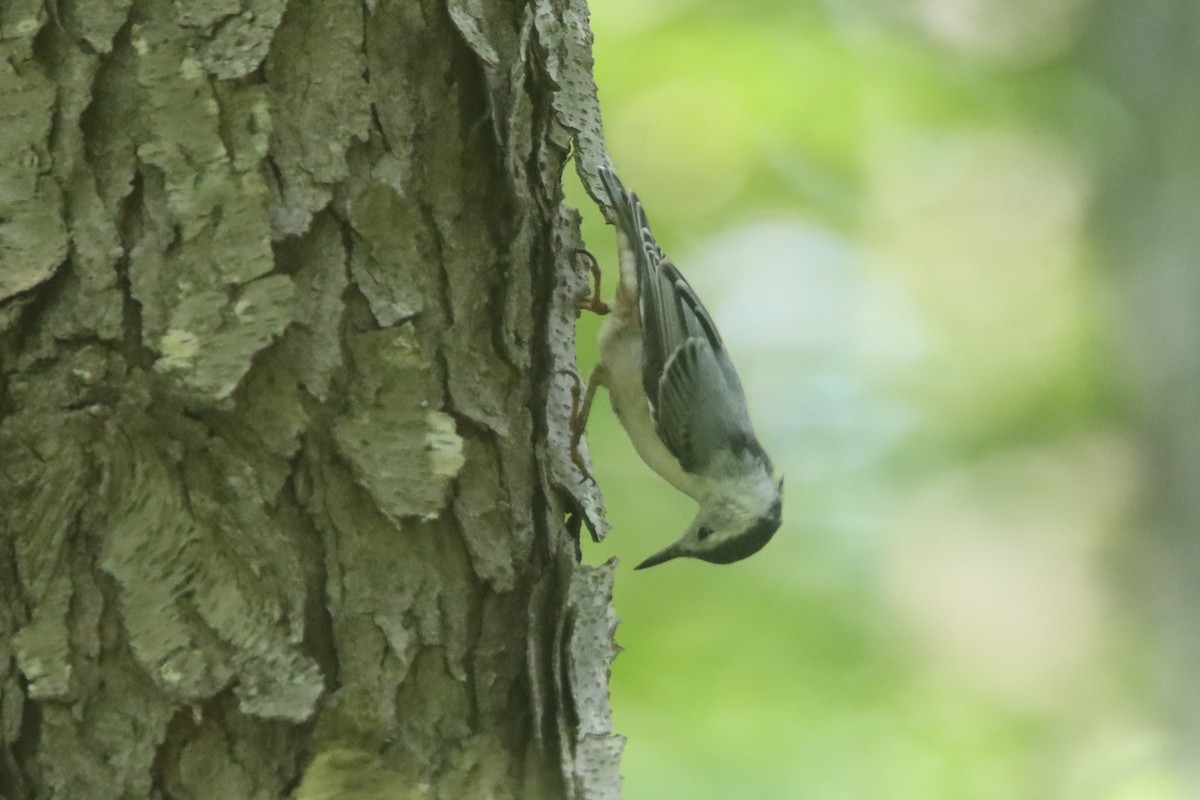 White-breasted Nuthatch - ML621202274