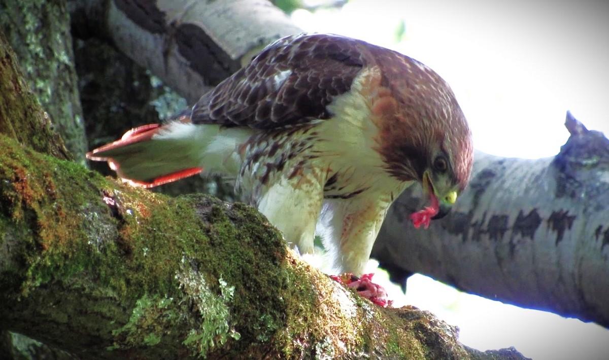 Red-tailed Hawk - ML621202287