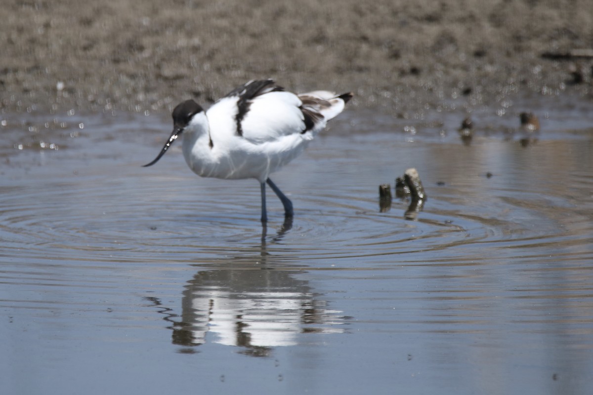 Pied Avocet - ML621202324