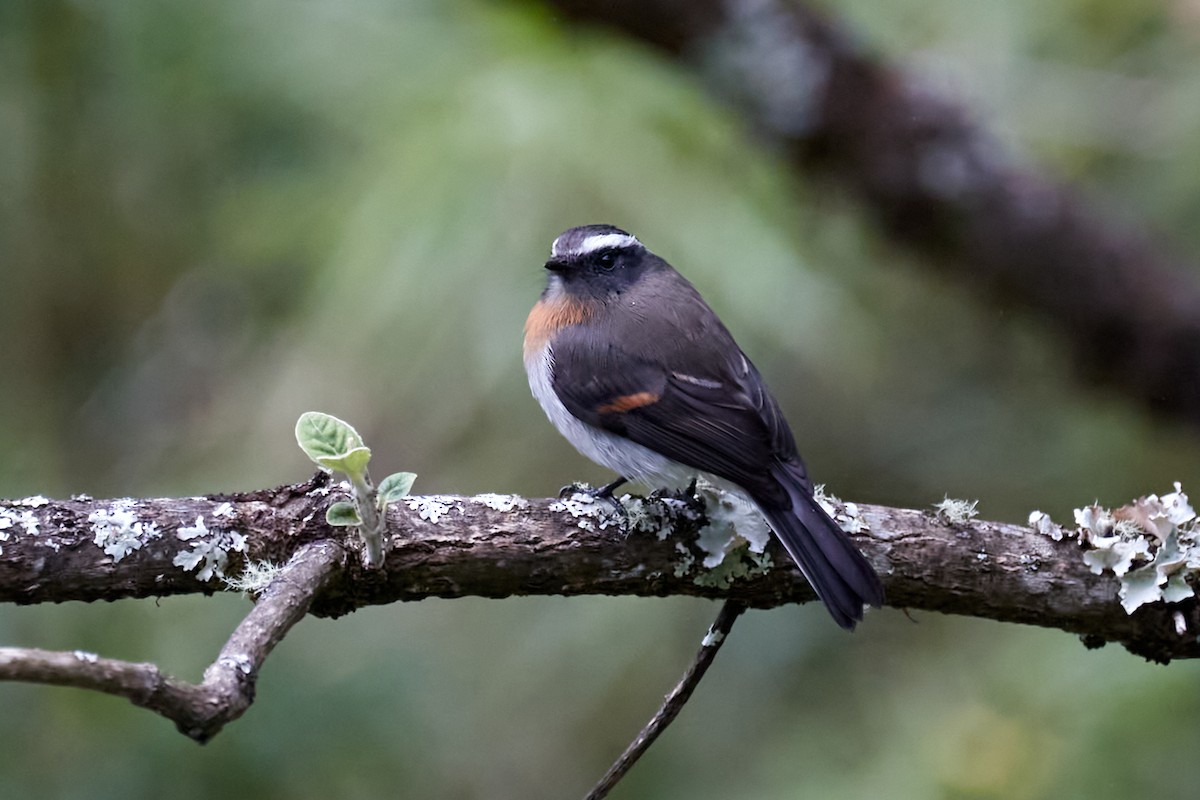 Rufous-breasted Chat-Tyrant - ML621202333