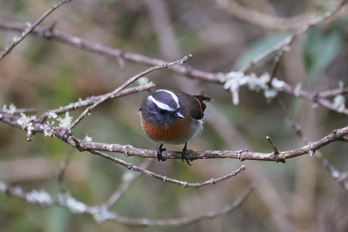Rufous-breasted Chat-Tyrant - ML621202334
