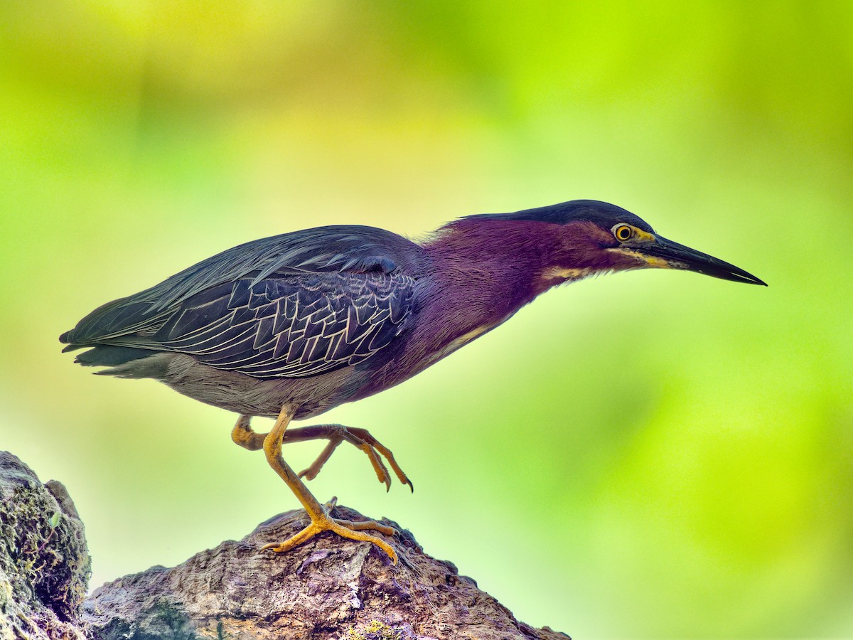 Héron vert - ML621202361