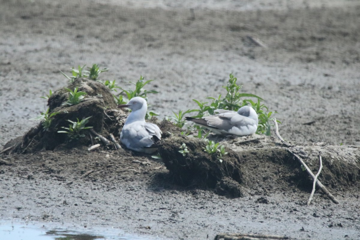 Gray-hooded Gull - ML621202362