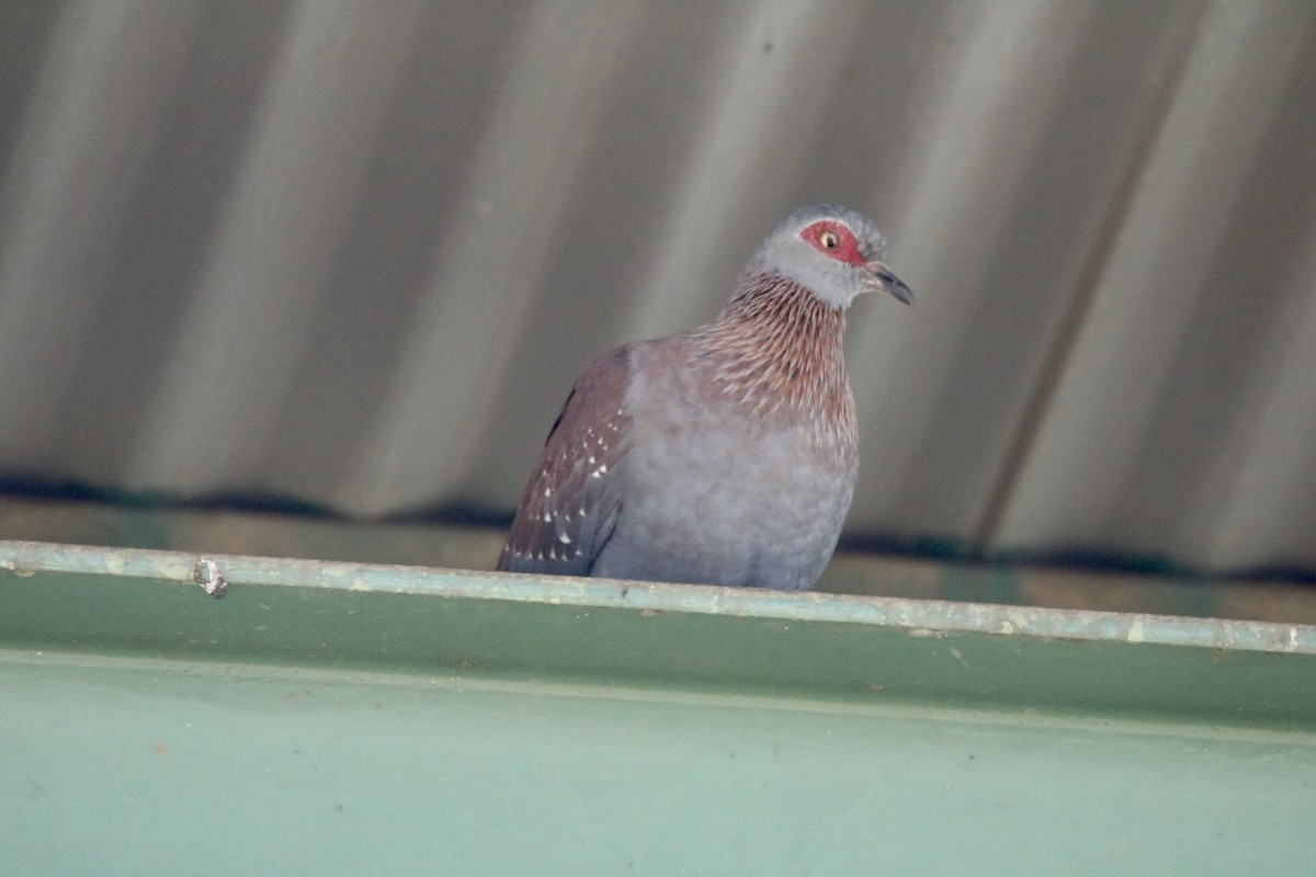 Speckled Pigeon - ML621202390