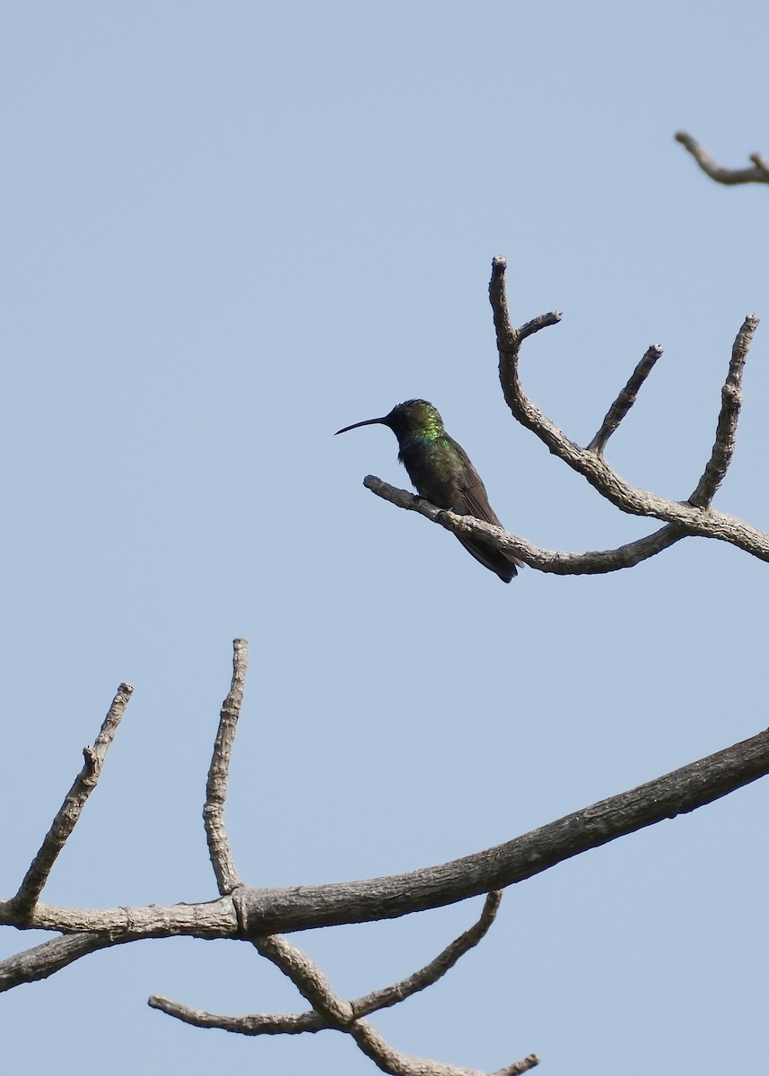 Зеленогрудый колибри - ML621202395