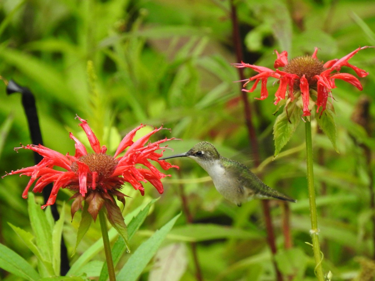 Ruby-throated Hummingbird - ML621202400
