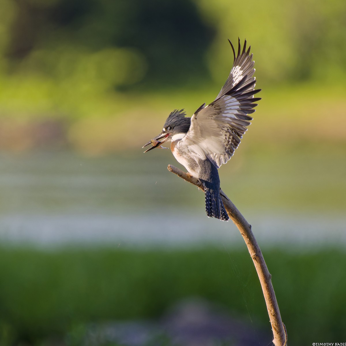 Belted Kingfisher - ML621202407