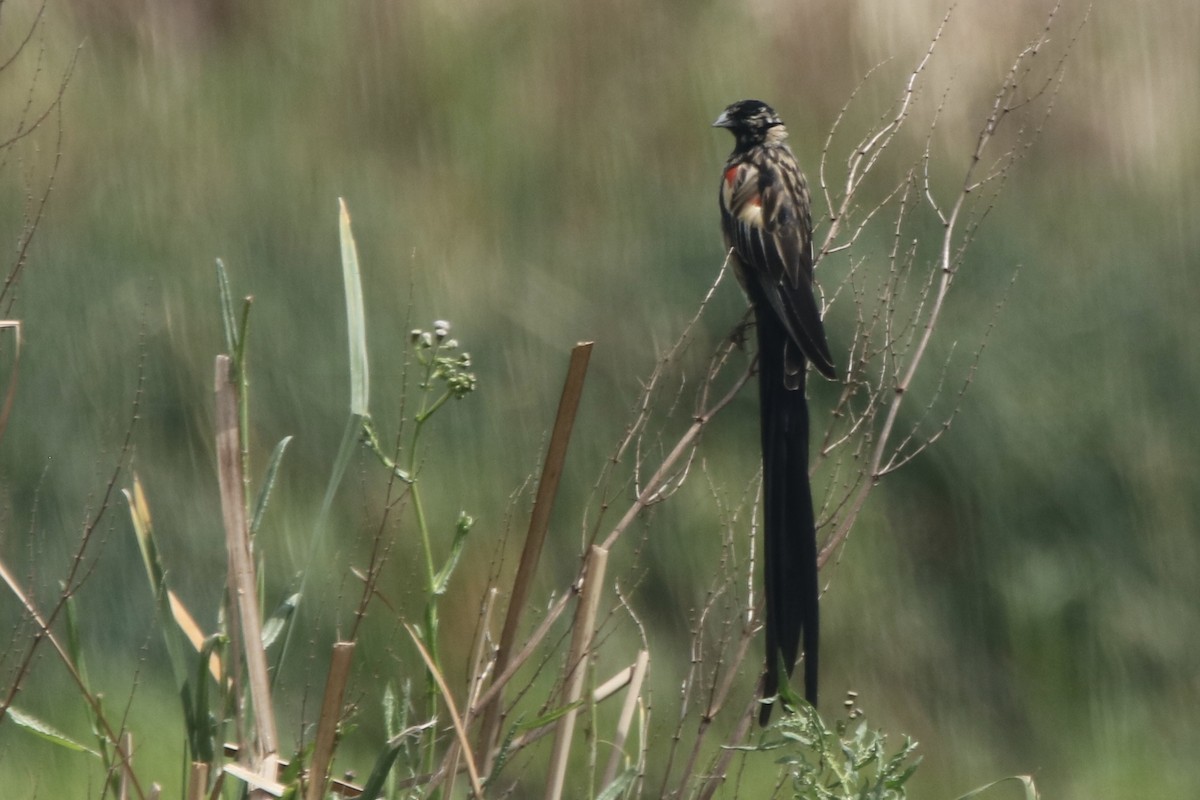 Long-tailed Widowbird - ML621202438