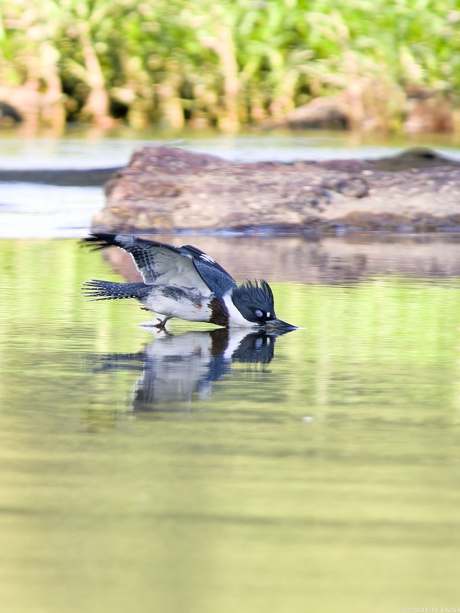 Martin-pêcheur d'Amérique - ML621202449