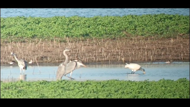 Eurasian Spoonbill - ML621202474