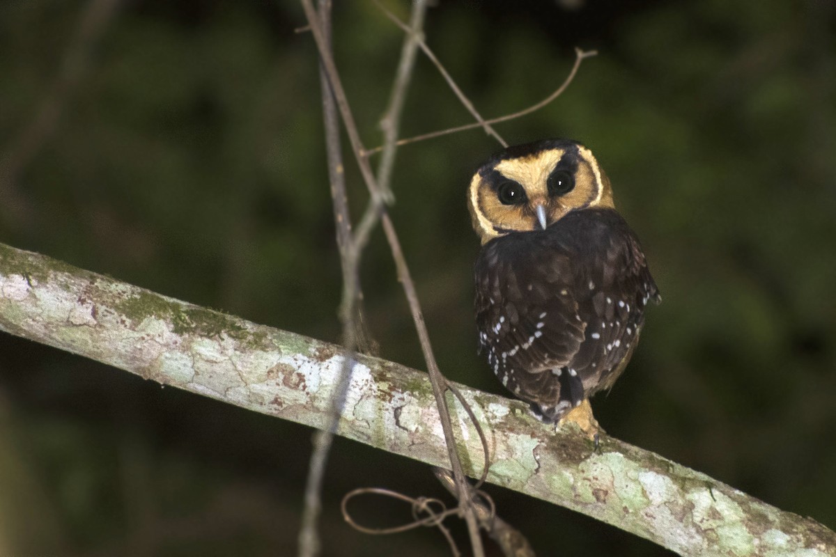 sýc plavočelý - ML621202477