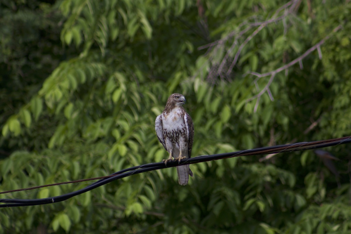Red-tailed Hawk - ML621202493
