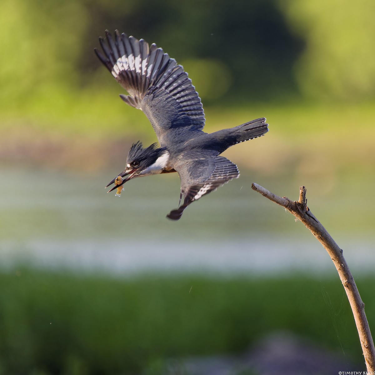 Belted Kingfisher - ML621202509