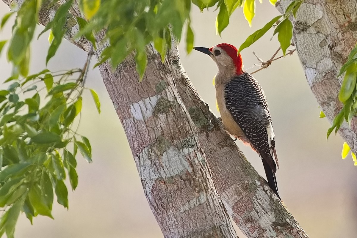 Golden-fronted Woodpecker - ML621202512