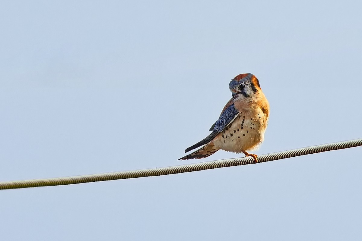 American Kestrel - ML621202533