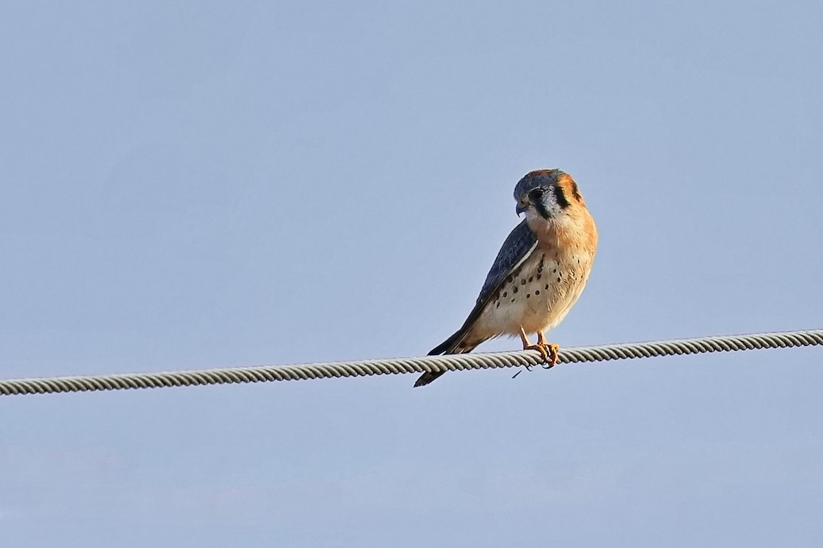 American Kestrel - ML621202534