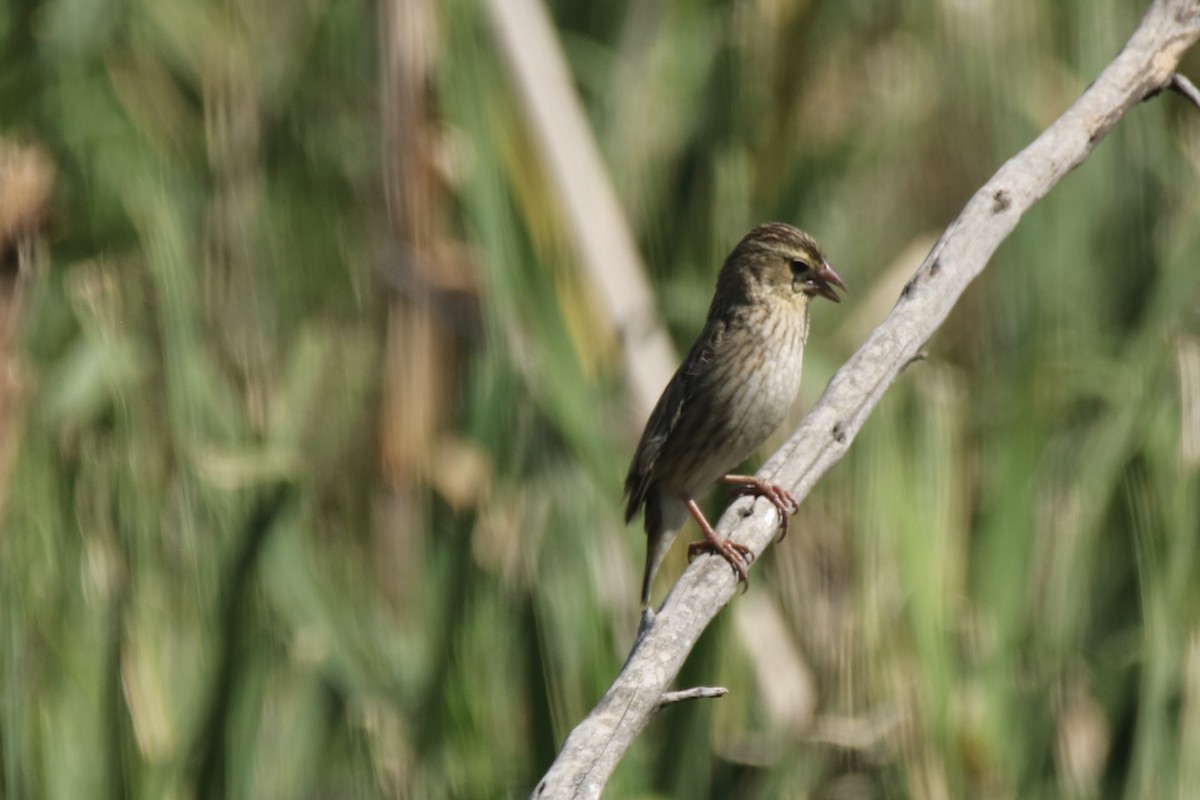 Southern Red Bishop - ML621202551