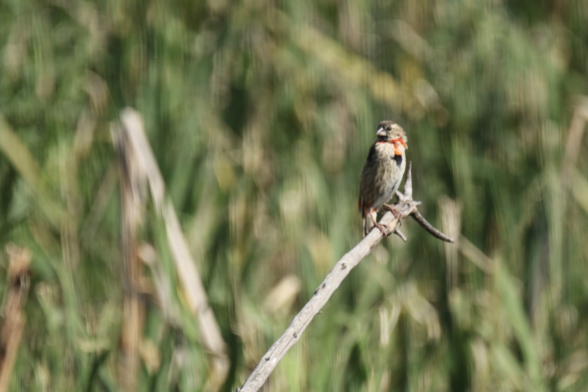 Southern Red Bishop - ML621202559