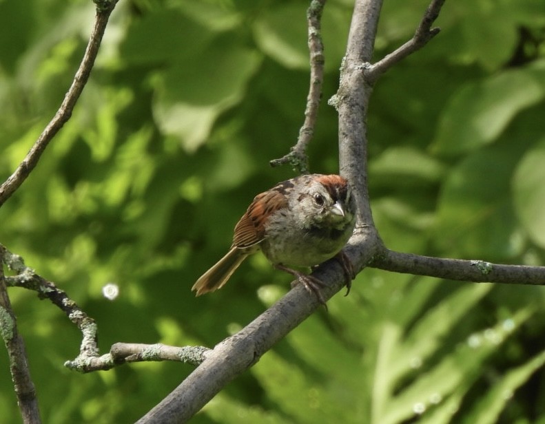 Swamp Sparrow - ML621202582