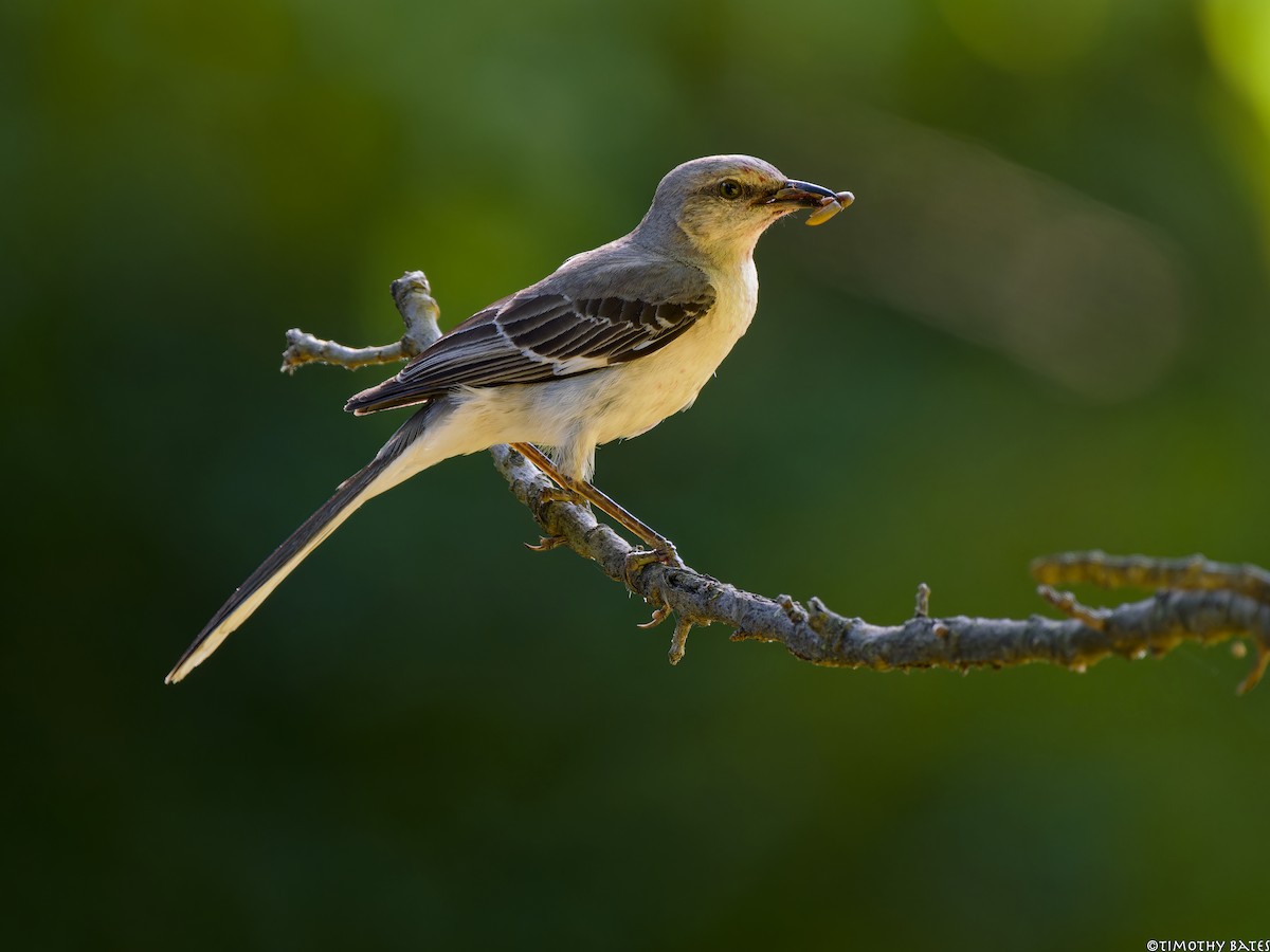 Moqueur polyglotte - ML621202604