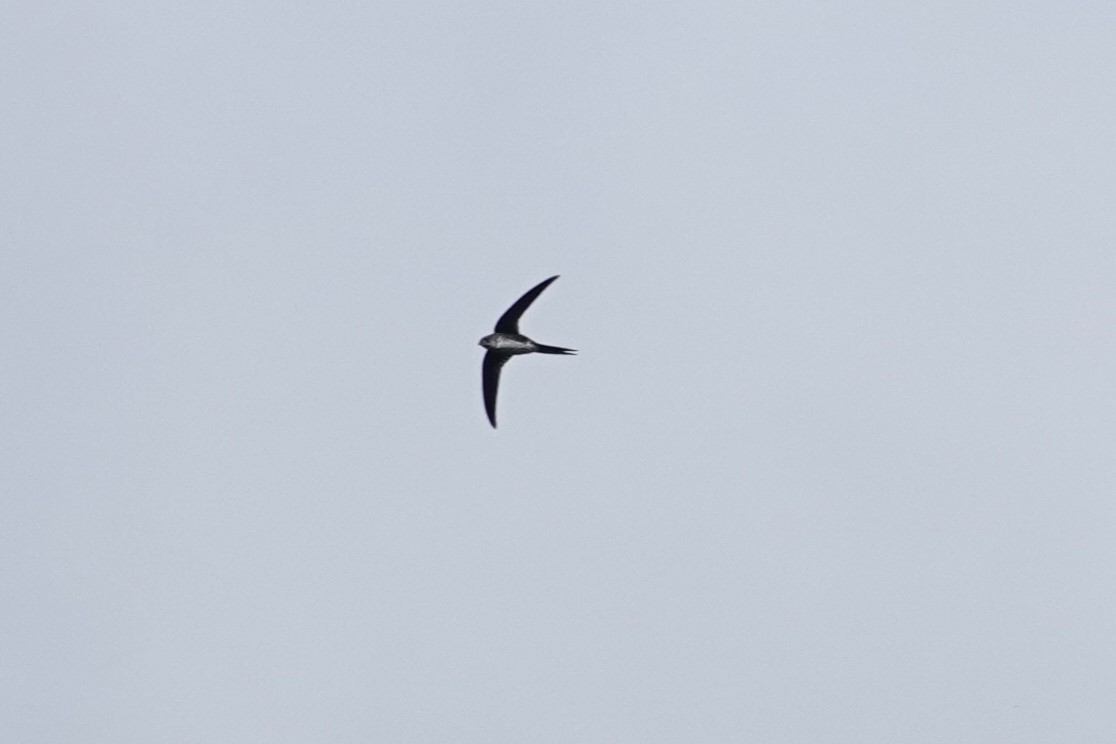 Fork-tailed Palm Swift - ML621202605