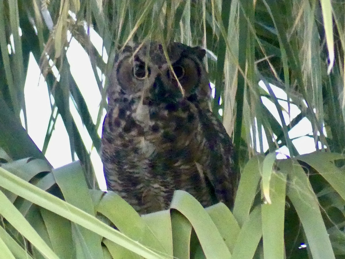 Great Horned Owl - ML621202607