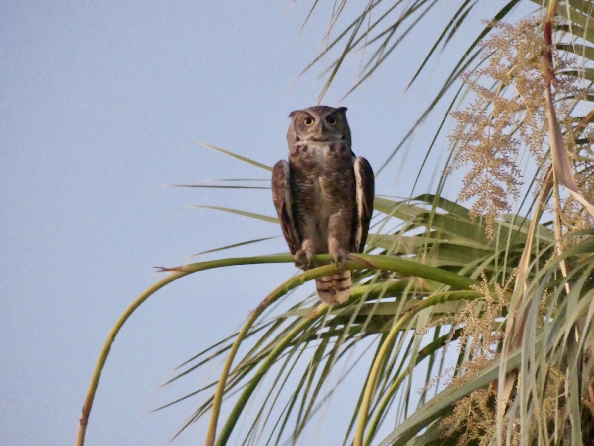 Great Horned Owl - ML621202609