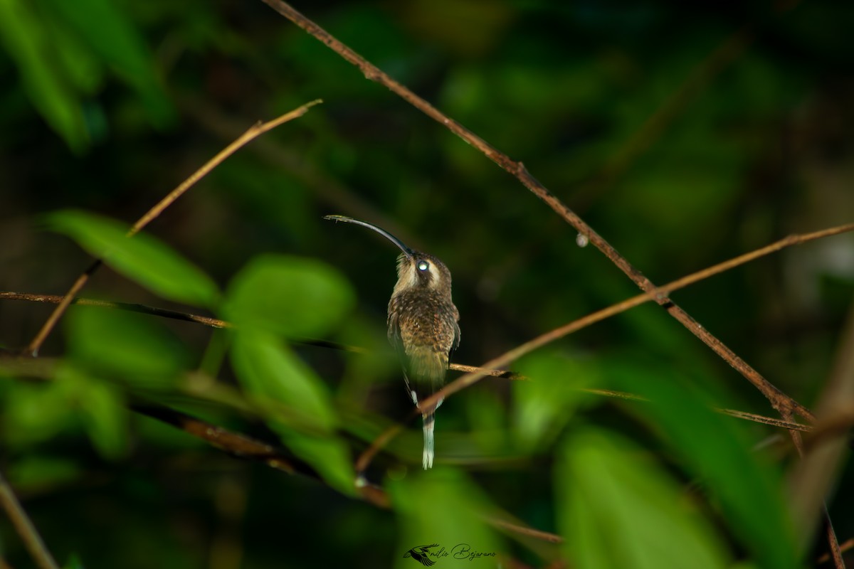 Длинноклювый колибри-отшельник - ML621202621