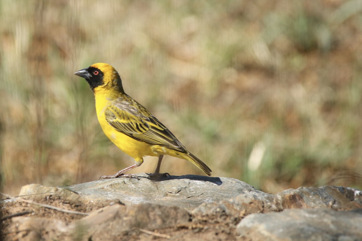 Southern Masked-Weaver - ML621202633