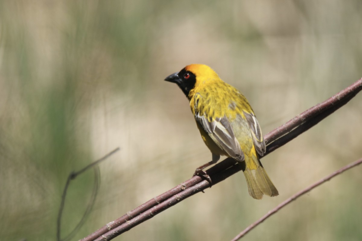 Southern Masked-Weaver - ML621202634