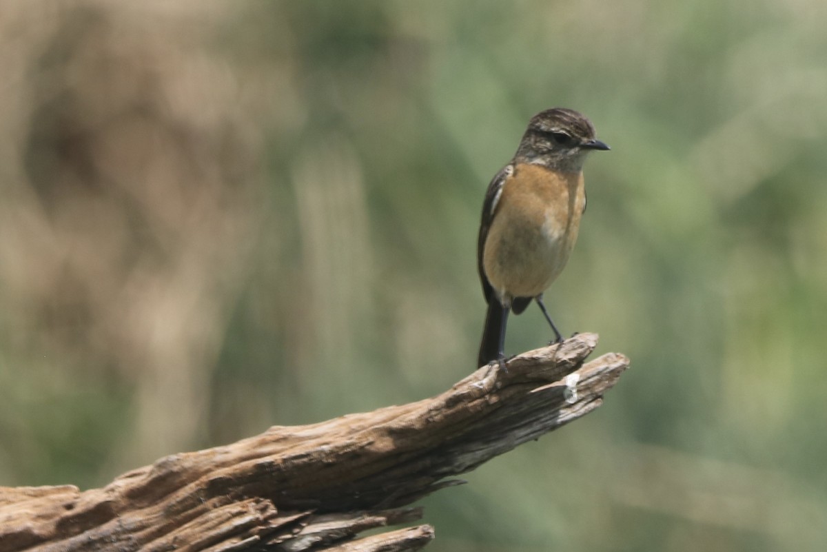 African Stonechat - ML621202672