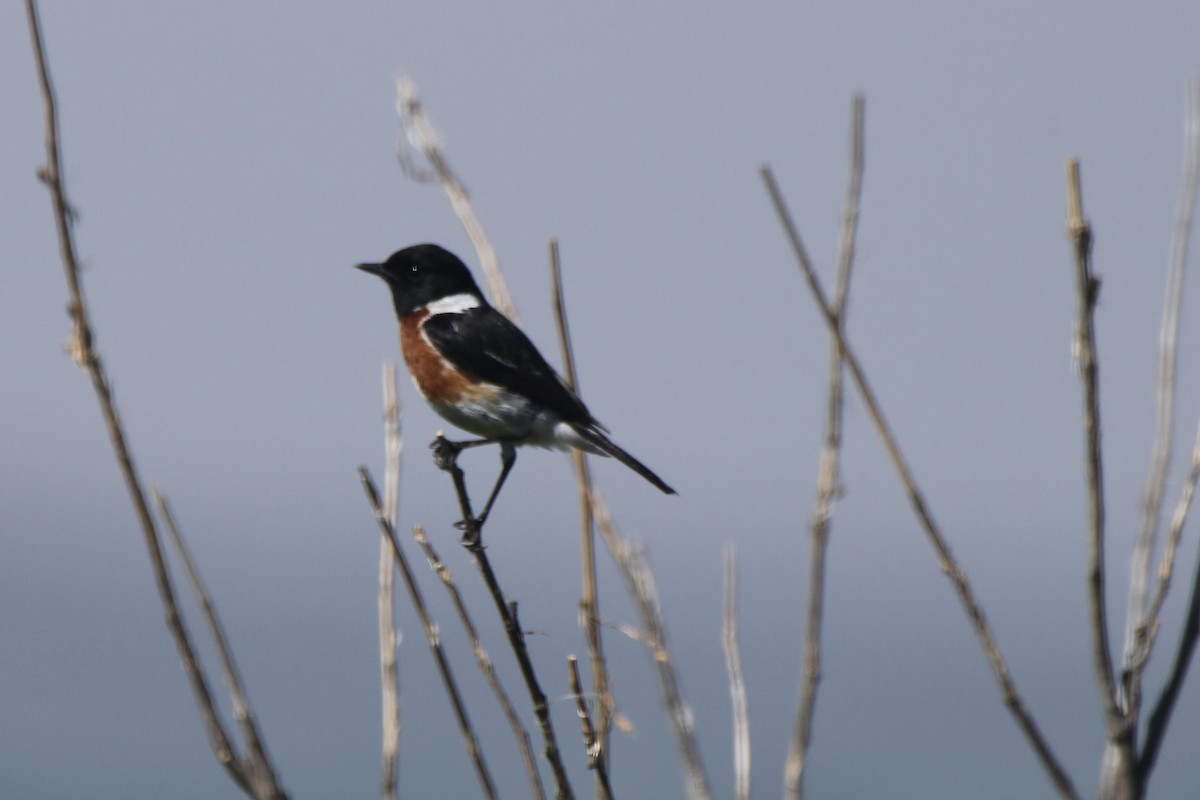 African Stonechat - ML621202673