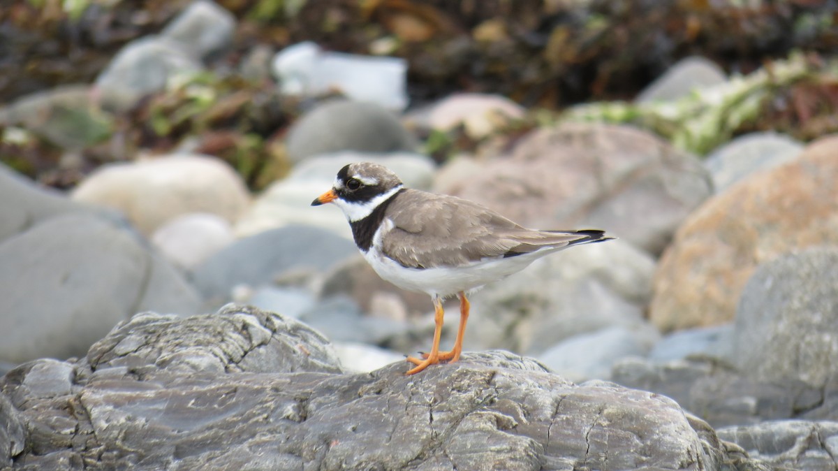 Common Ringed Plover - ML621202674
