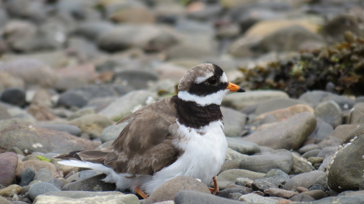 Common Ringed Plover - ML621202675