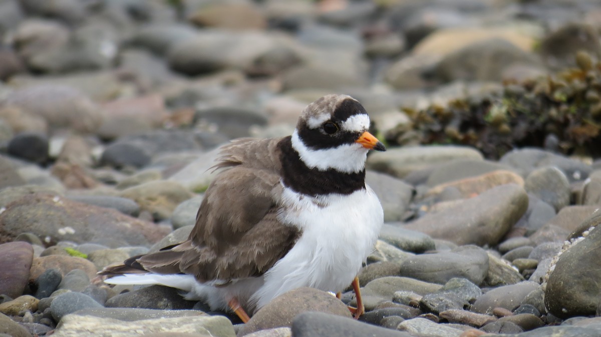 Common Ringed Plover - ML621202676