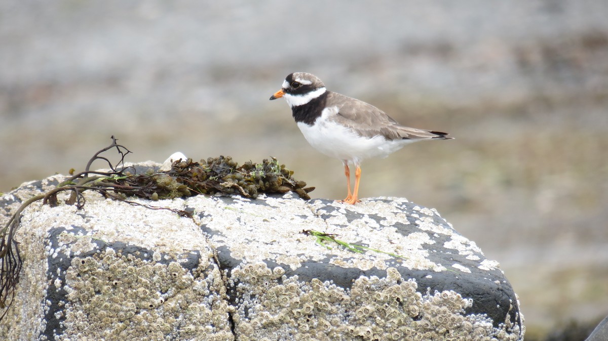 Common Ringed Plover - ML621202677