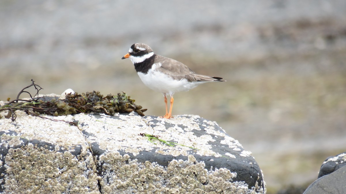 Common Ringed Plover - ML621202678