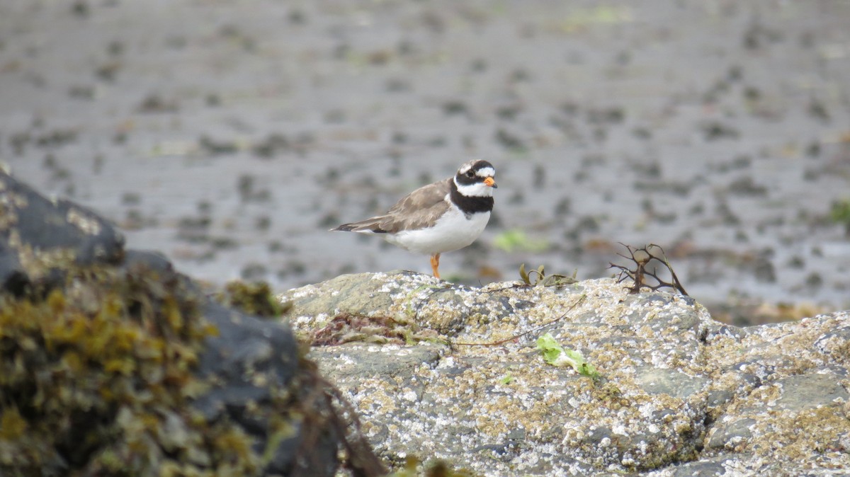 Common Ringed Plover - ML621202679