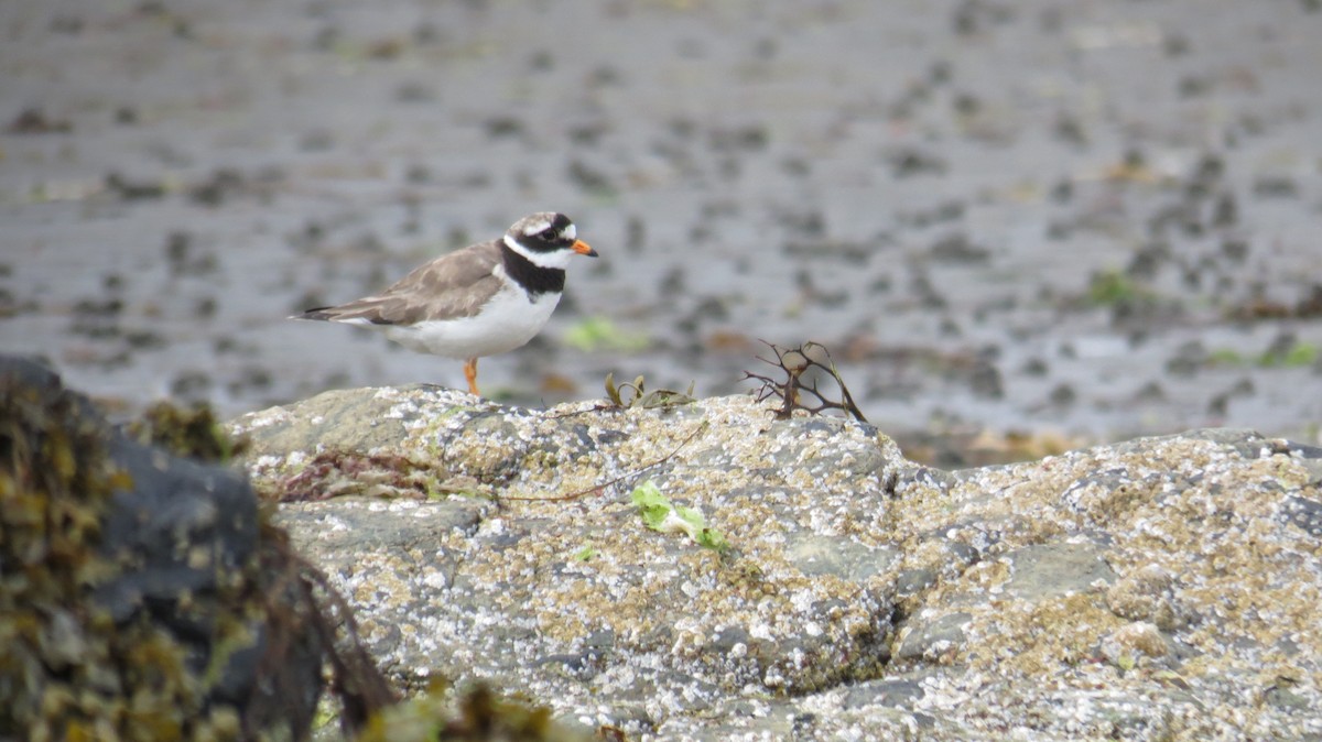 Common Ringed Plover - ML621202680