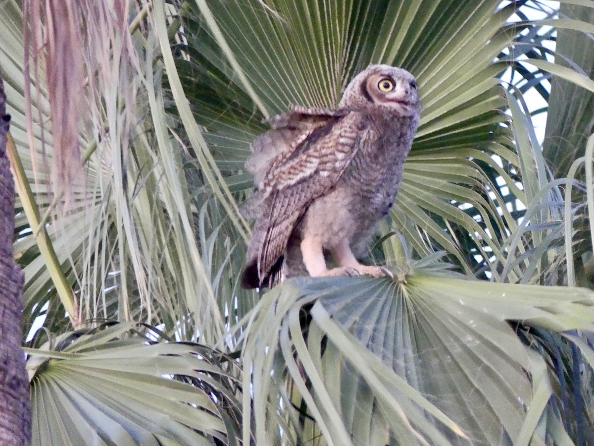 Great Horned Owl - ML621202682