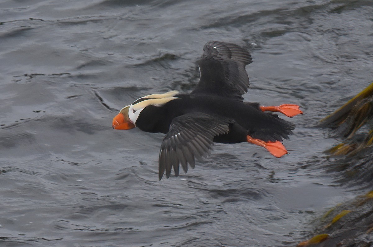 Tufted Puffin - ML621202688