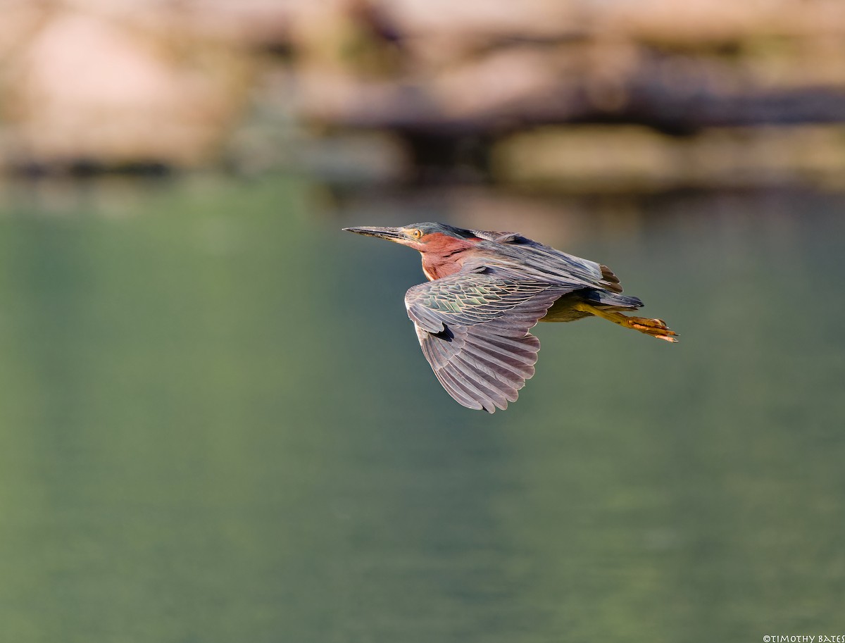 Héron vert - ML621202697