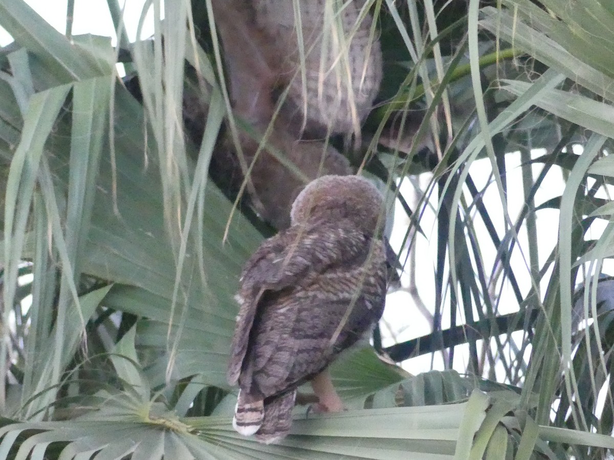 Great Horned Owl - ML621202713