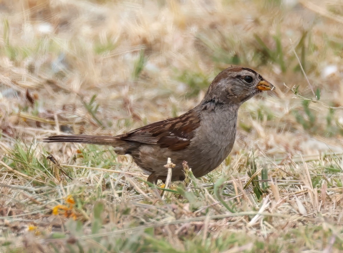 White-crowned Sparrow - ML621202730