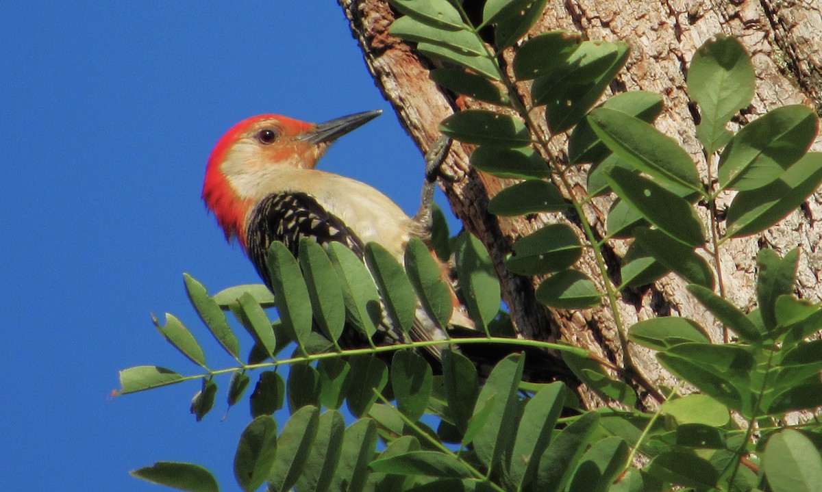 Red-bellied Woodpecker - ML621202734