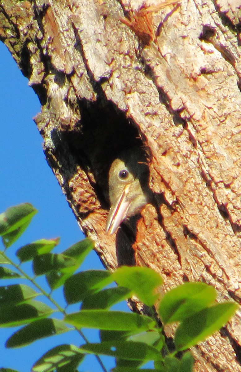 Red-bellied Woodpecker - ML621202746