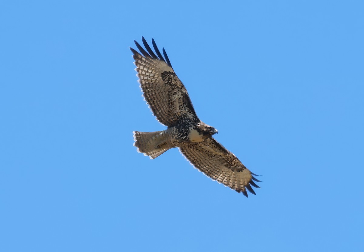 Red-tailed Hawk - ML621202747