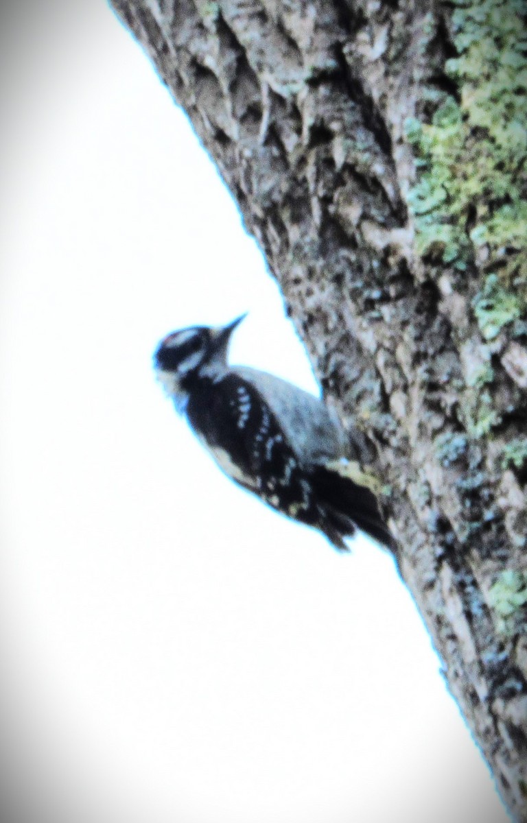 Downy Woodpecker - ML621202750