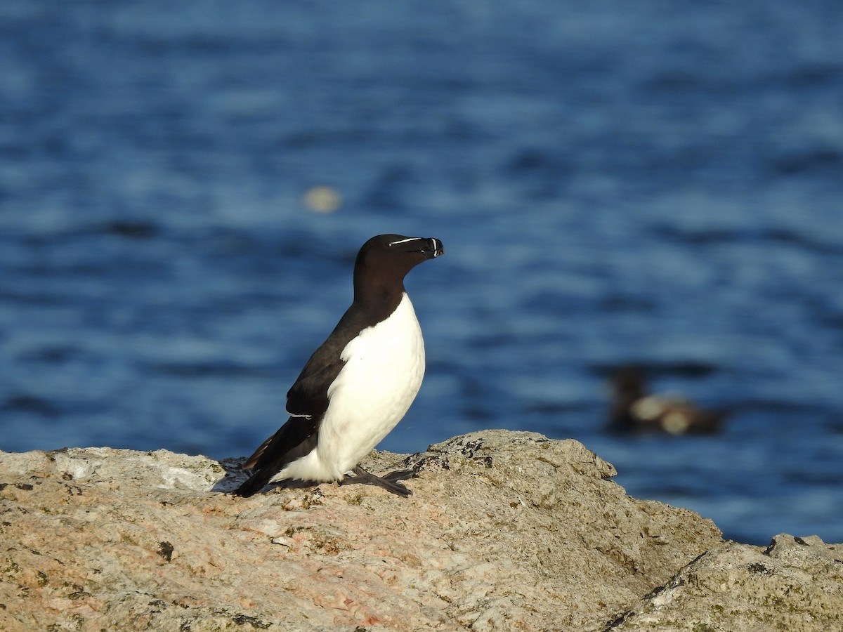 Razorbill - ML621202772